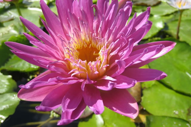 Tropical Day-Blooming Water Lily, Waterlily Senorita
