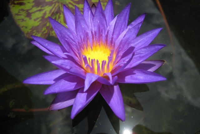 Tropical Day-Blooming Water Lily, Waterlily Star of Zanzibar