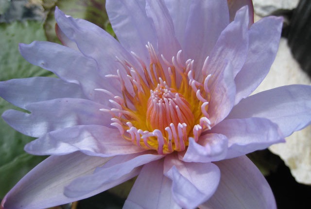 Tropical Day-Blooming Water Lily, Waterlily Stormy Weather