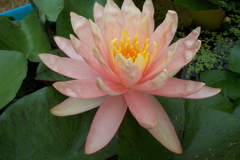 Nymphaea, Hardy Water Lily, Waterlily Sunny Pink