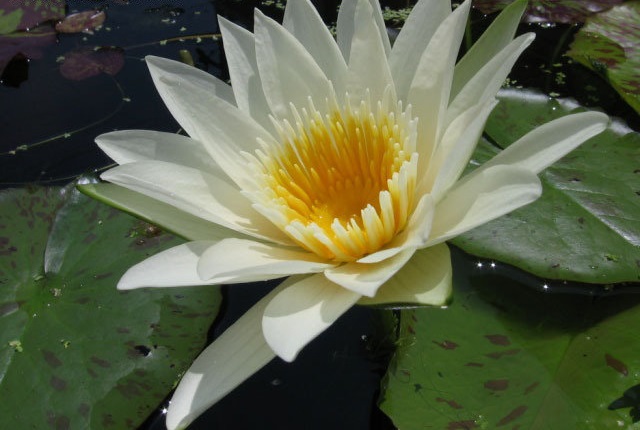 Tropical Day-Blooming Water Lily, Waterlily White Delight