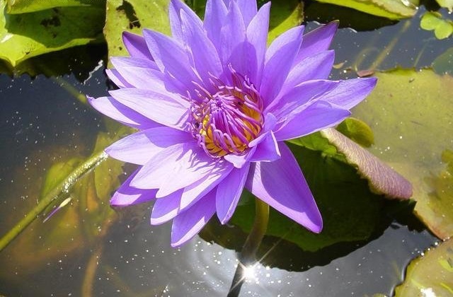 Tropical Day-Blooming Water Lily, Waterlily William McLane