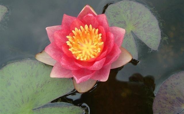 Hardy Water Lily, Waterlily Andreana