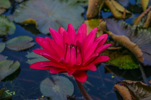 Tropical Night-Blooming Water Lily, Waterlily Jennifer Rebecca