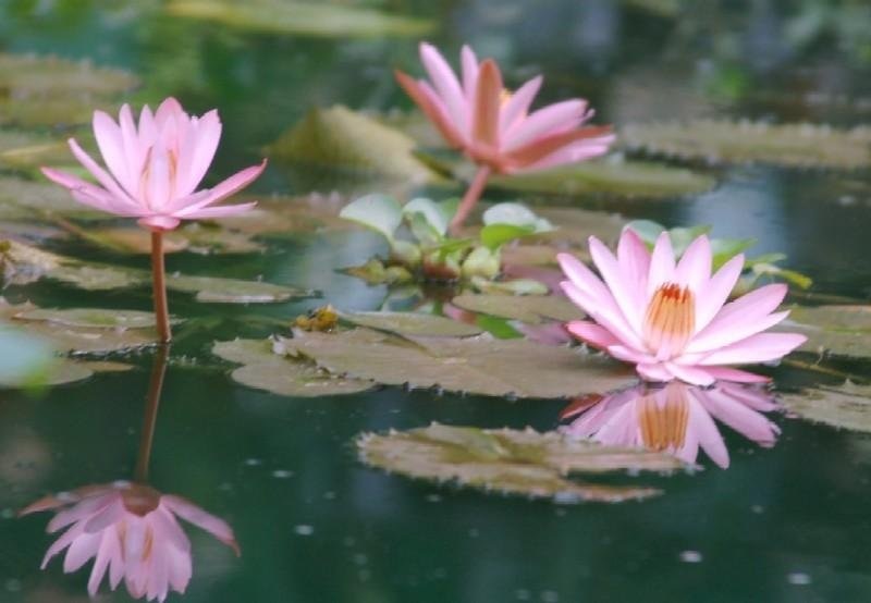 Tropical Night-Blooming Water Lily, Waterlily Maroon Beauty