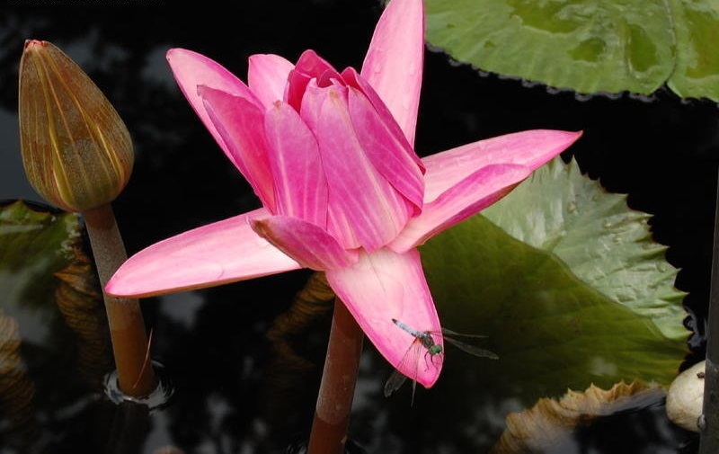 Tropical Night-Blooming Water Lily, Waterlily Rosa de Noche