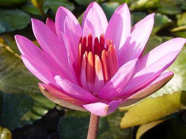 Tropical Night-Blooming Water Lily, Waterlily Rose Bowl