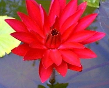 Tropical Night-Blooming Water Lily, Waterlily Magenta