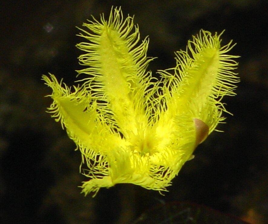 Nymphoides Species, Yellow Water Snowflake