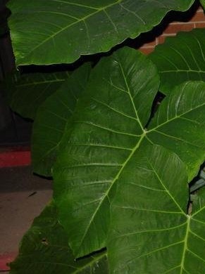 Alocasia, Upright Elephant Ear Fantasy