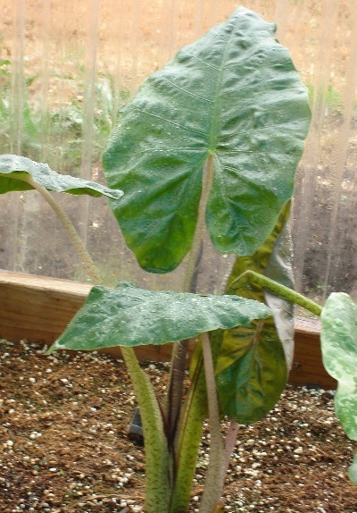 Alocasia, Elephant Ear, Metallic Taro Cue-Ball