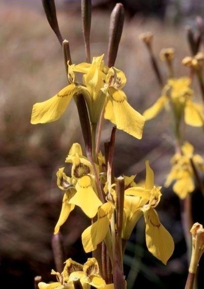 Moraea Species,Butterfly Iris, Peacock Flower