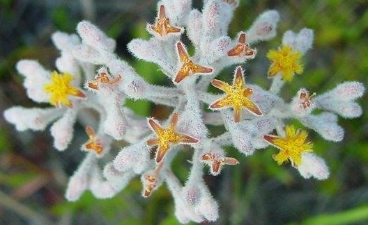 Lophiola Species, Golden Crest