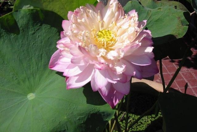 Lotus Sharon