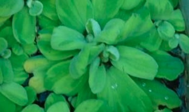 Variegated Water Lettuce Splash