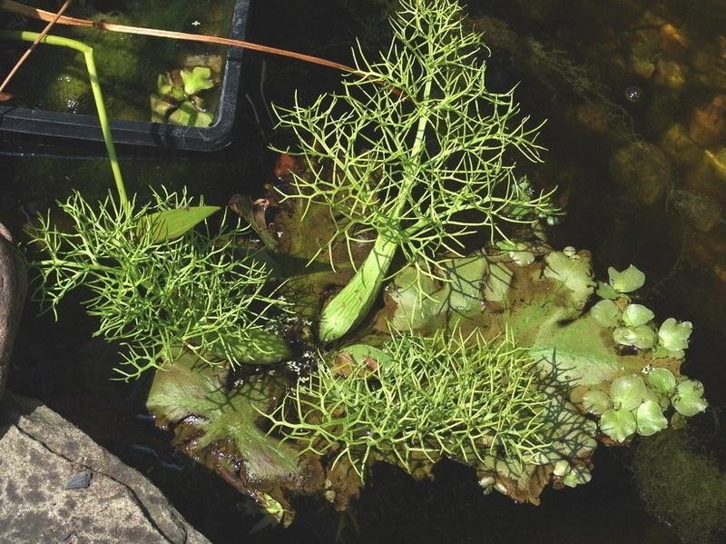 Water Sprite, Water Fern