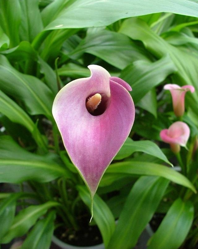 Zantedeschia, Calla Lily Lavender