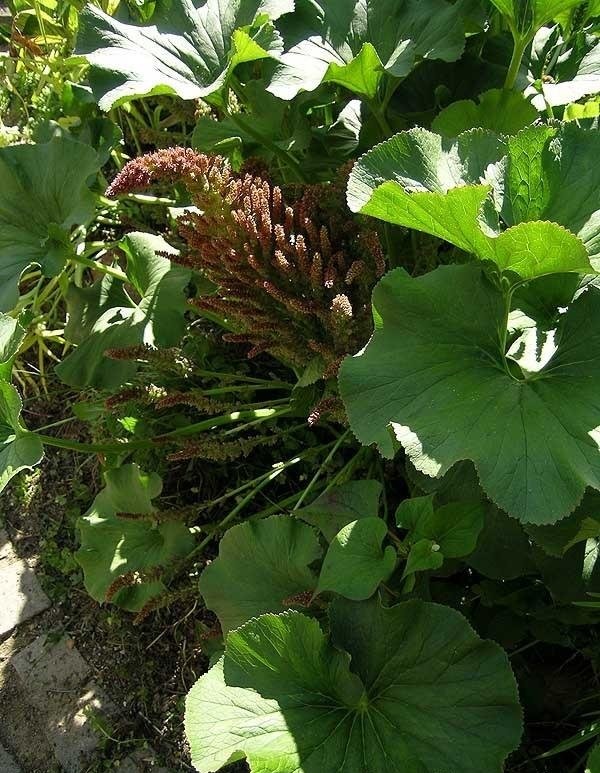 Gunnera Species, River Pumpkin, Wild Rhubarb