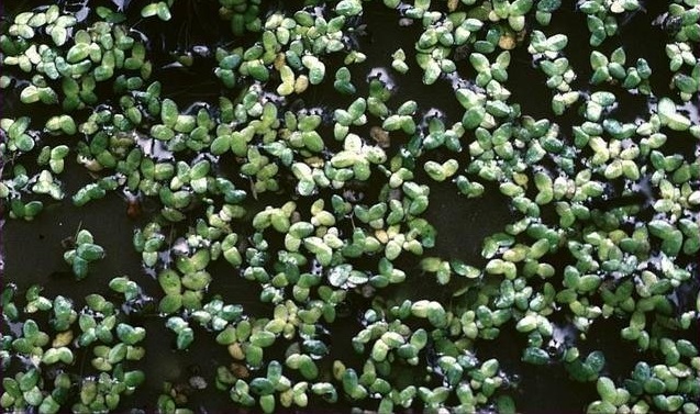 Spirodela Species, Dotted Duckmeat, Thin Duckweed