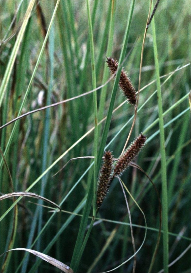 Beaked Sedge
