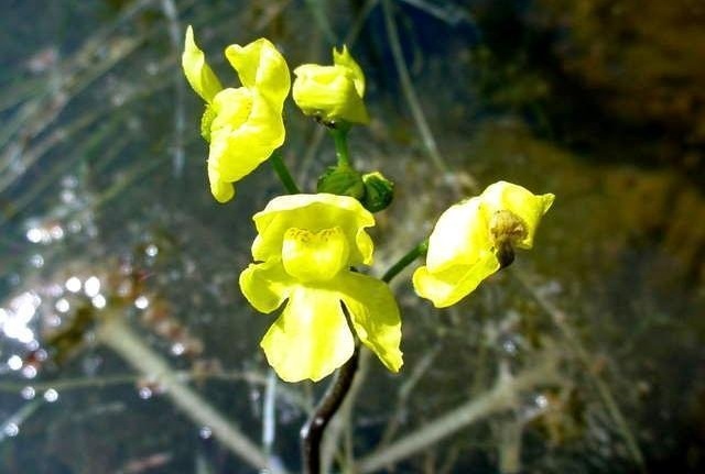 Utricularia Species, Floating Bladderwort