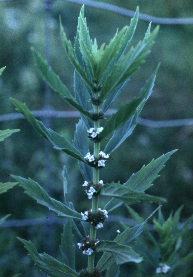Rough Bugleweed