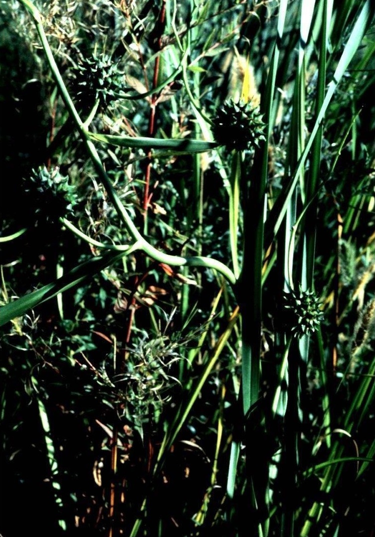 Broad-fruited Bur-reed, Common Bur-reed