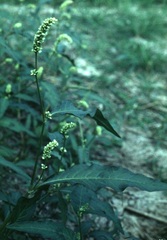 Green Smartweed