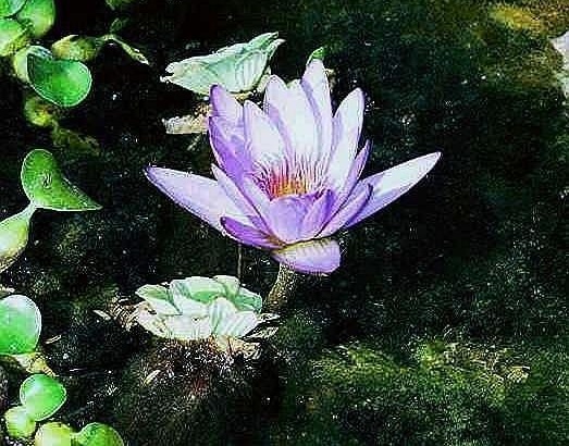 Tropical Day-Blooming Waterlily Pennsylvania
