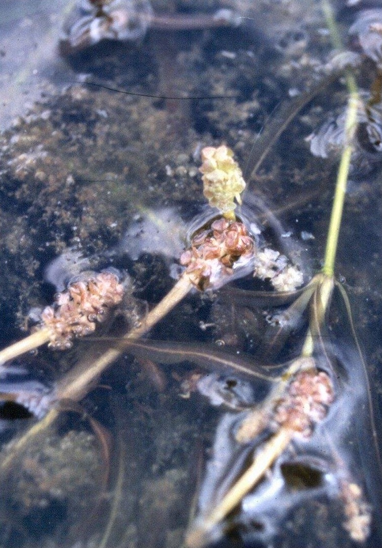 Blunt Pondweed