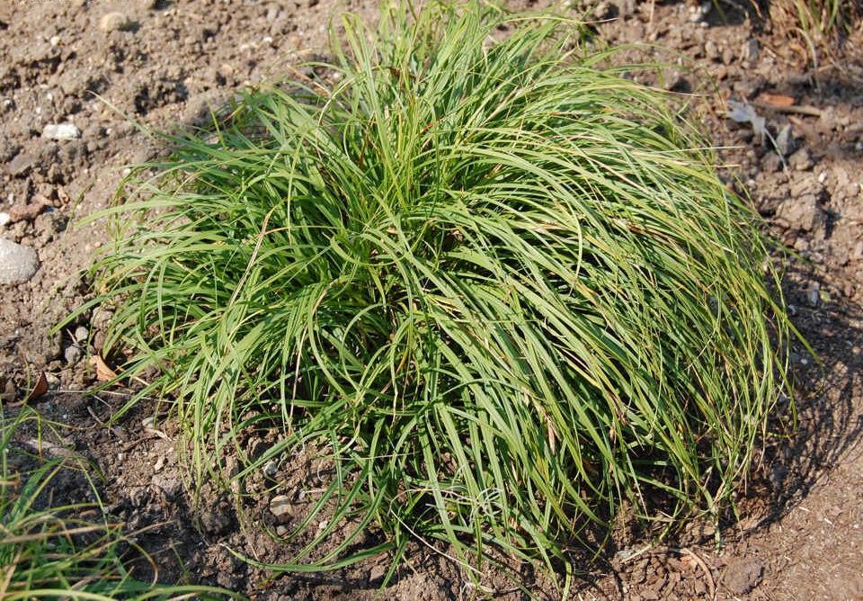 Carex, Mop Head Sedge The Beatles