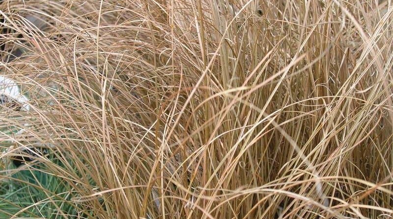 New Zealand Hair Sedge Cappuccino