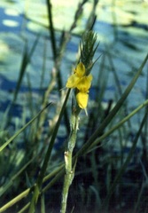 Frogsmouth, Frog Mouth, Woolly Water Lily