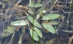 Grass-leaved Pondweed