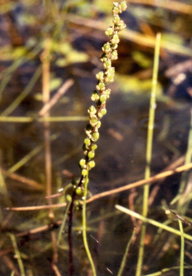 Streaked Arrow-grass