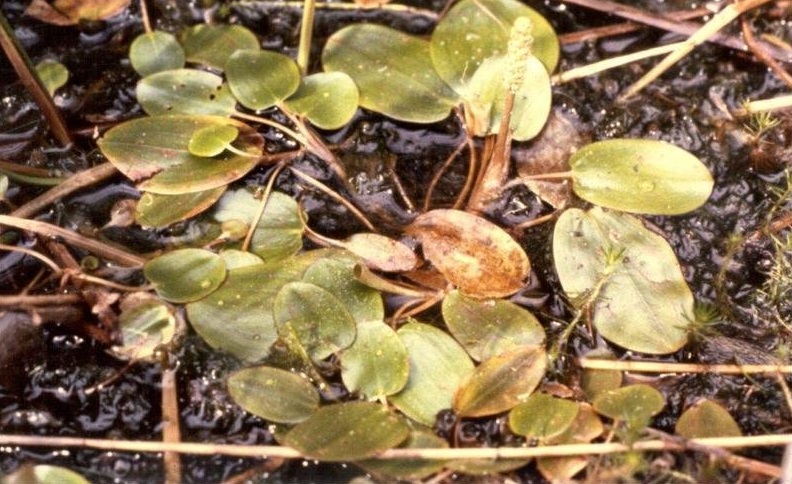 Floating Pondweed