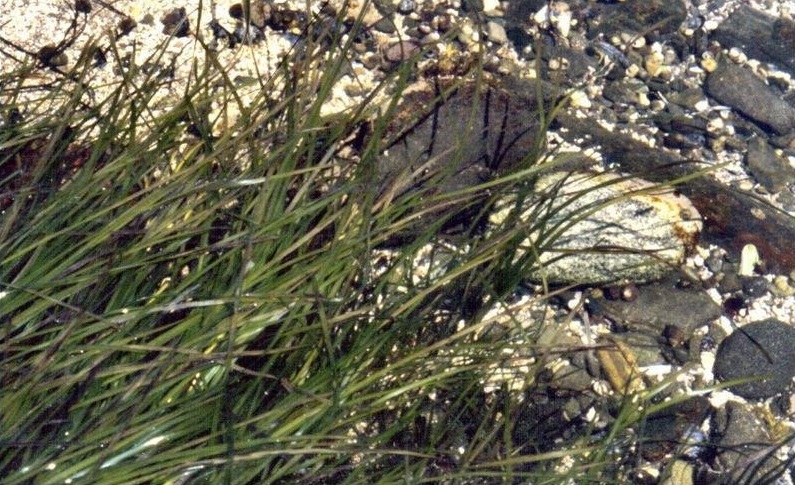 Sea-wrack, Common Eel-grass