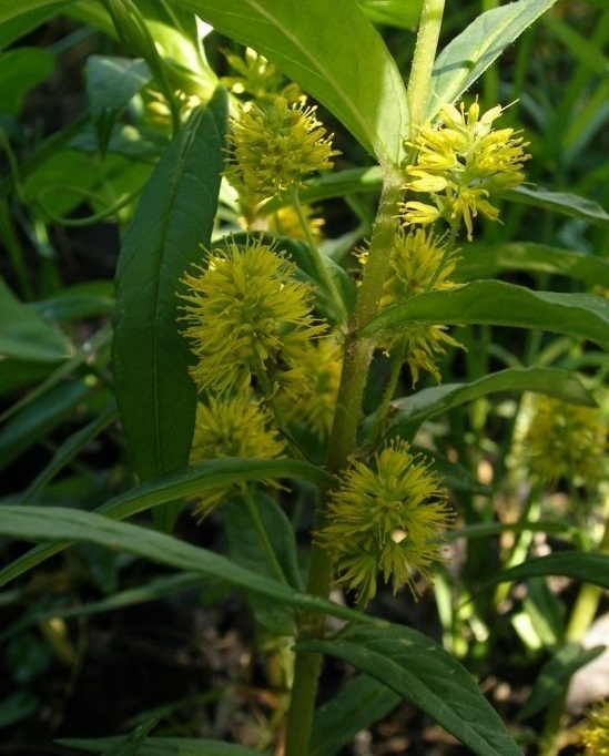 Tufted Loosestrife