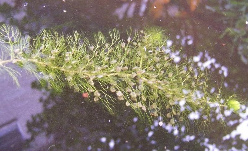 Utricularia Species, Common Bladderwort