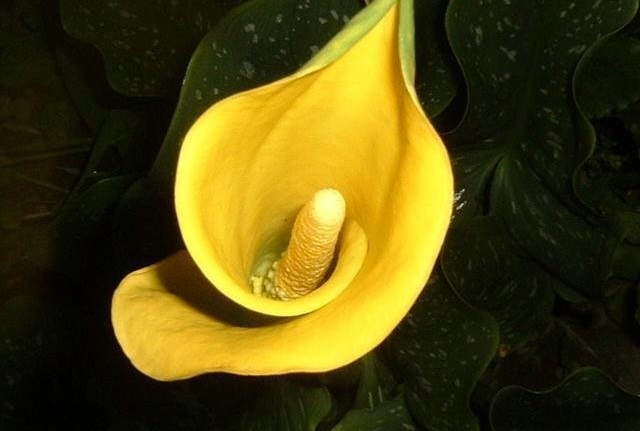 Zantedeschia, Calla Lily Florex Gold