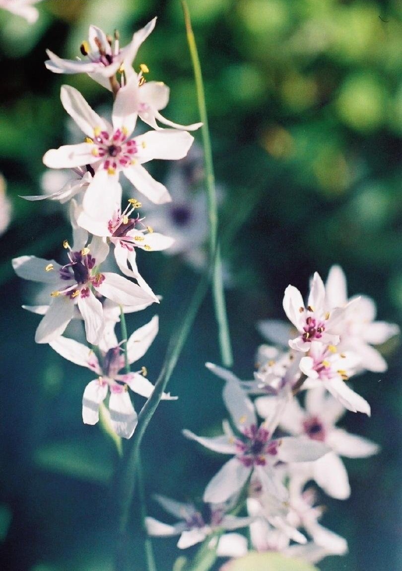 Wurmbea Species, Rice Flower, Witkoppie