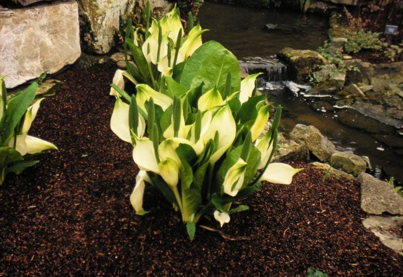 Skunk Cabbage
