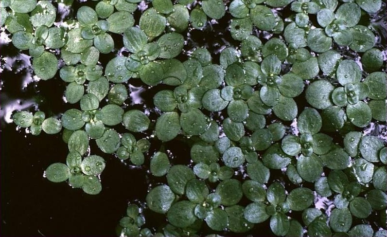 Common Water-starwort