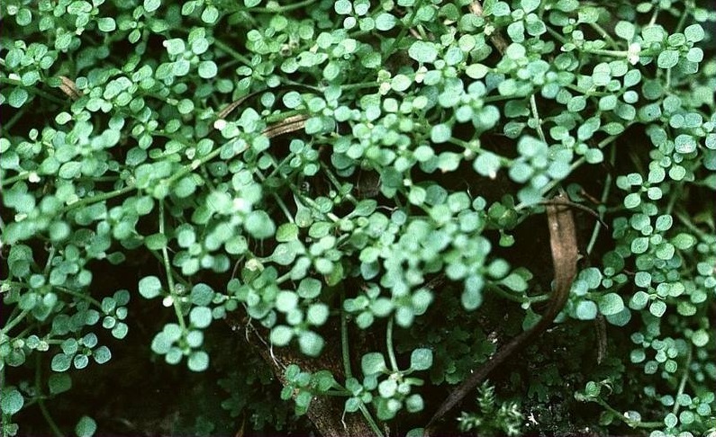 Round Water-starwort