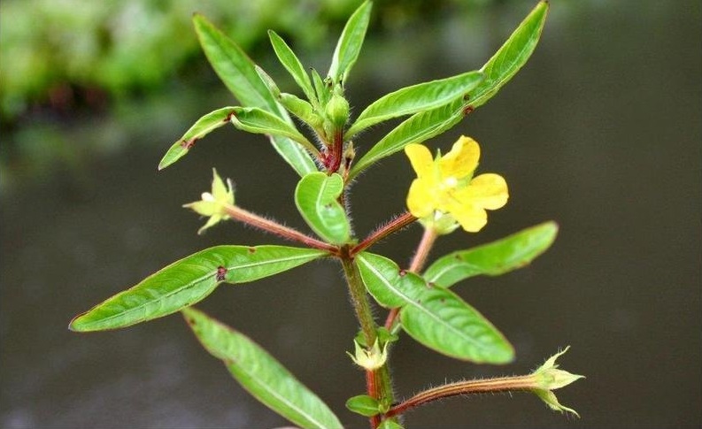 Angle-stemmed Primrose-willow