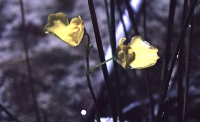 Utricularia Species, Flat-Leaved Bladderwort, Flatleaf Bladderwort