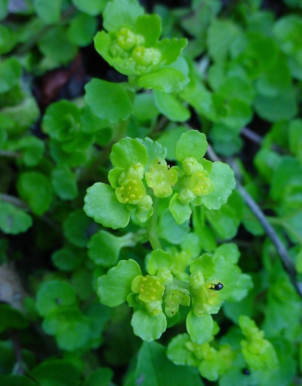 Golden Saxifrage