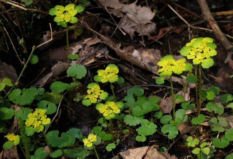 Saxifrage