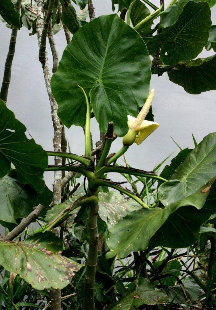 Montrichardia, Aninga