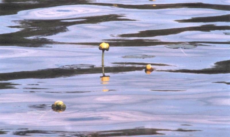 Nuphar Species, Bull-Head Pond Lily, Bull Lily, Spatterdock